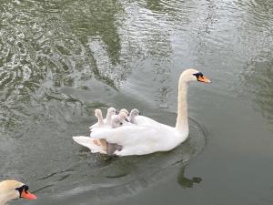 Villas Apatam-Montigny, bord du Loing : photos des chambres