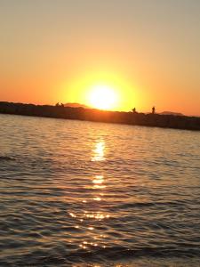 Cigalou sous les pins