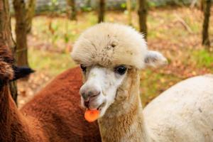 Zielona Zagroda Agnieszka Połeć