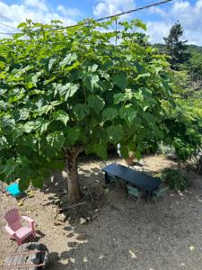 Sejours chez l'habitant Chambres d-hotes Le Coeur des Vignes : photos des chambres