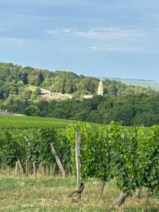 Sejours chez l'habitant Chambres d-hotes Le Coeur des Vignes : photos des chambres