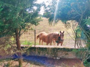 Appartements Le Pouy, Jardin, Terrasse & Stationnement : photos des chambres