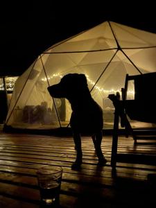 Domo Glamping Reserva Los Cucharos
