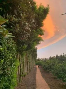 Jeju Bomewasan - Sech'ŏn-dong