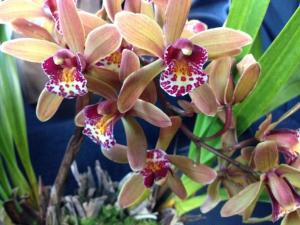 Puolani Iki-Sweet lil cottage near National Park