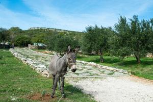 Dalmatian country house Irena 