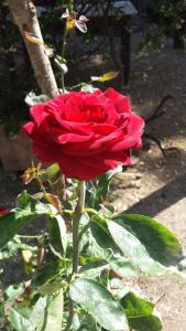 B&b Giglio di Mare img56