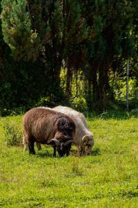 Cozy Apartment in Murzasichle near Tatra National Park by Noclegi Renters