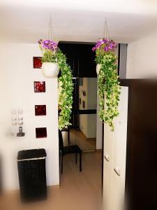 Ditton apartment city center