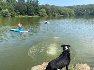 Maisons de vacances Gite du Rossignol entre lac et foret : photos des chambres