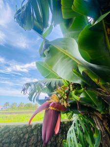 Deluxe Double Room with Balcony and Sea View room in Quinta dos Bravos
