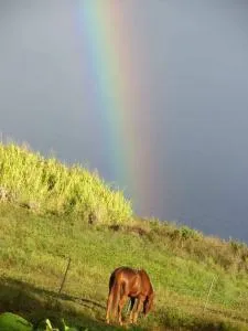 Waipio Studio Apartment - Kapaau