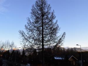 Appartement cosy 2 pièces, terrasse ensoleillée, skis aux pieds, animaux acceptés, Bolquère - FR-1-592-59