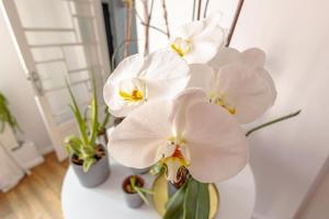 First Hostel Bucur 21