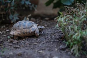 Luxury stay with garden, US embassy