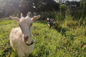 Maisons de vacances Gite de la Petite Ferme Bretonne : photos des chambres