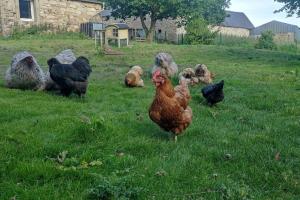 Maisons de vacances Gite de la Petite Ferme : photos des chambres