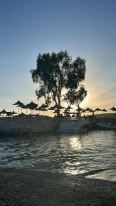 Vita Mediterranea Quartet