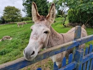 Ddol Cottage Traditional Coastal cottage nr Llangrannog & New Quay with Donkeys