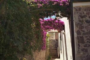 Casa Alfonso, Ischia