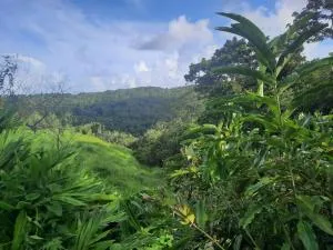 Les Roses Porcelaines - Sofaïa