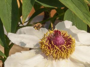 Resort Vidmar - Baroque villa near Bled