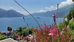 Sollevante Ascona mit Pool und fantastischem Seesicht