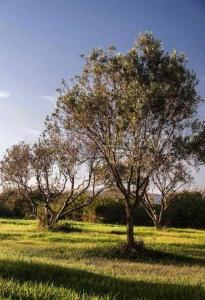 Agriturismo Serra Maiori img17