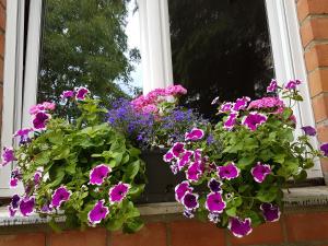 Modern duplex with garden