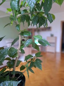 SM apartman
