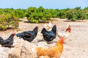 Private house with pool & garden