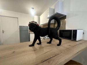 Appartements Geneva Jungle Loft : photos des chambres