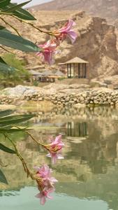 Wadi Bani Khalid - Al Joud Green Hostel