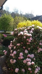 Hortensie, Ferienwohnung