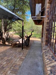 Kudus Rus in Marloth Park