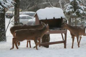 2 bdrm Tremblant Haven-pets & spa-walkski to hill
