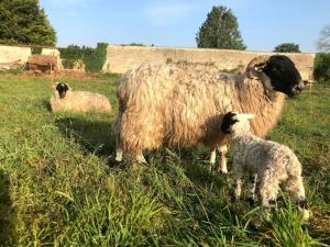 Maisons de vacances La ferme de Brouage - Gite #2 : photos des chambres