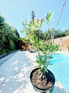 Maisons de vacances Cabanon Aloe avec piscine chauffee & bain nordique : photos des chambres