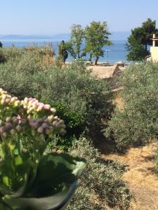 To Perigiali Apartments Evia Greece