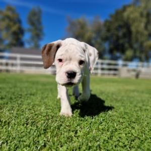 Friesenparadies FRI-Südliches Friesland