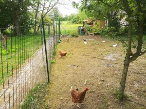 Maisons de vacances La ferme du Petit Chavernay : photos des chambres