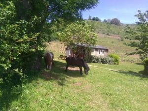 Campings la Fregiere Chalets : photos des chambres