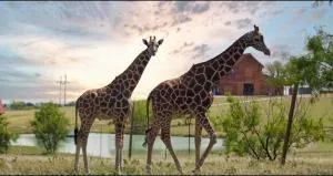 Blue Hills Ranch - Mooreville