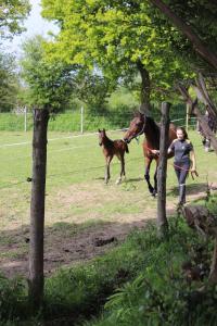 B&B / Chambres d'hotes Decouverte d'un Haras proche du Mont St Michel : photos des chambres