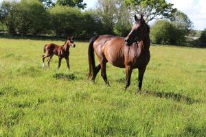 B&B / Chambres d'hotes Decouverte d'un Haras proche du Mont St Michel : photos des chambres