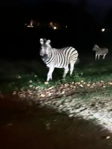 iDube Lodge Walkersons