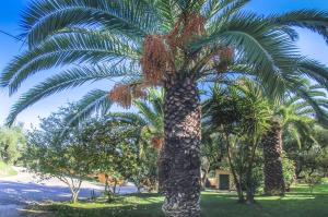 Olive Grove Apts Zakynthos Greece