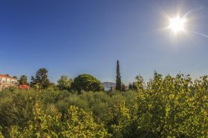 Olive Grove Apts Zakynthos Greece