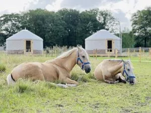 Magnolia Hoeve - Unieke Bestemming voor Paardenliefhebbers en Bijzondere Overnachtingen in de natuur - Ledeacker