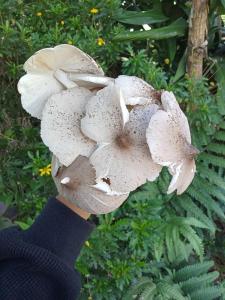 Ivy Coffee Farm - Garden House